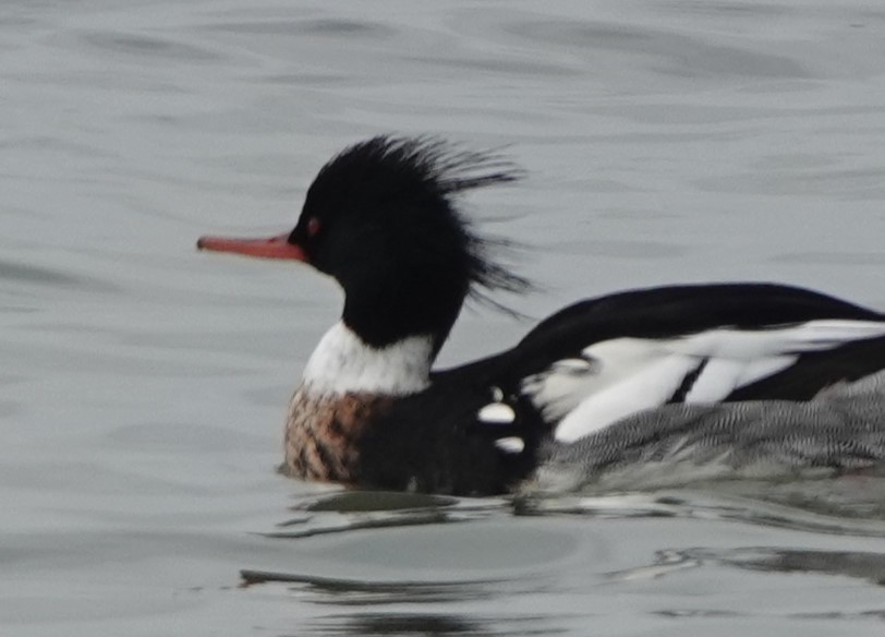 Red-breasted Merganser - BettySue Dunn