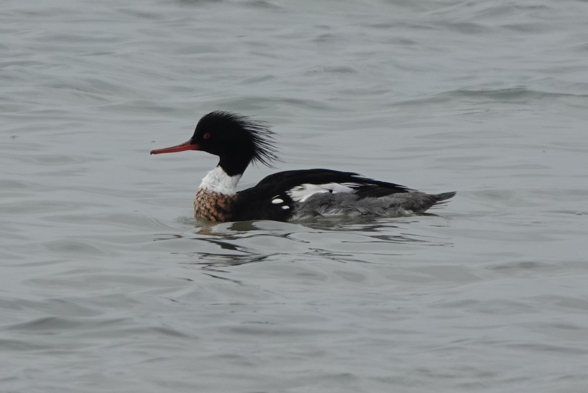 Red-breasted Merganser - BettySue Dunn