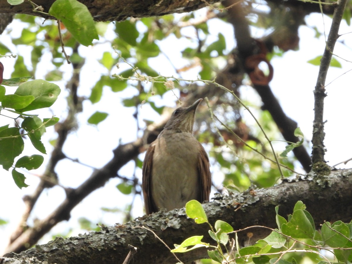 Pale-breasted Thrush - ML615199536