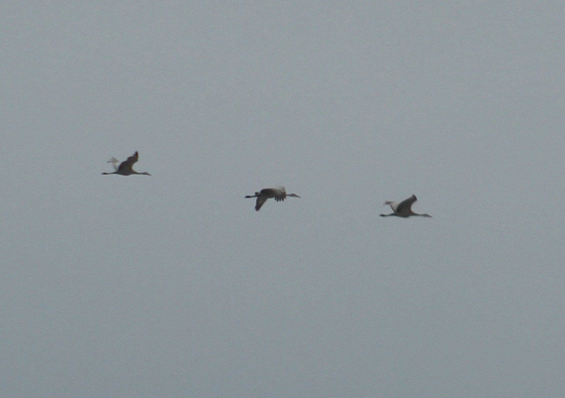 Sandhill Crane - ML615199540