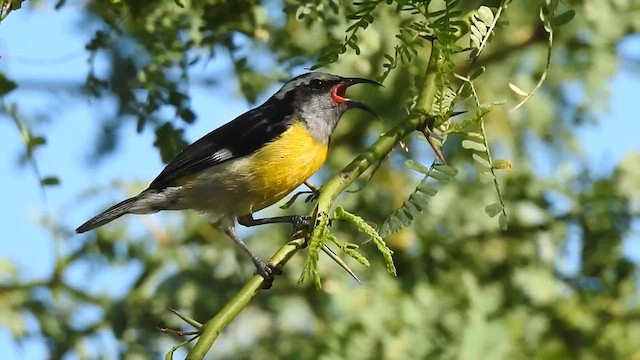 Sucrier à ventre jaune - ML615199554