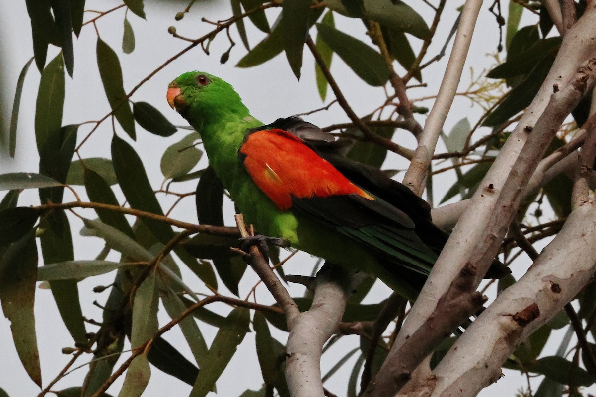 Red-winged Parrot - ML615199573