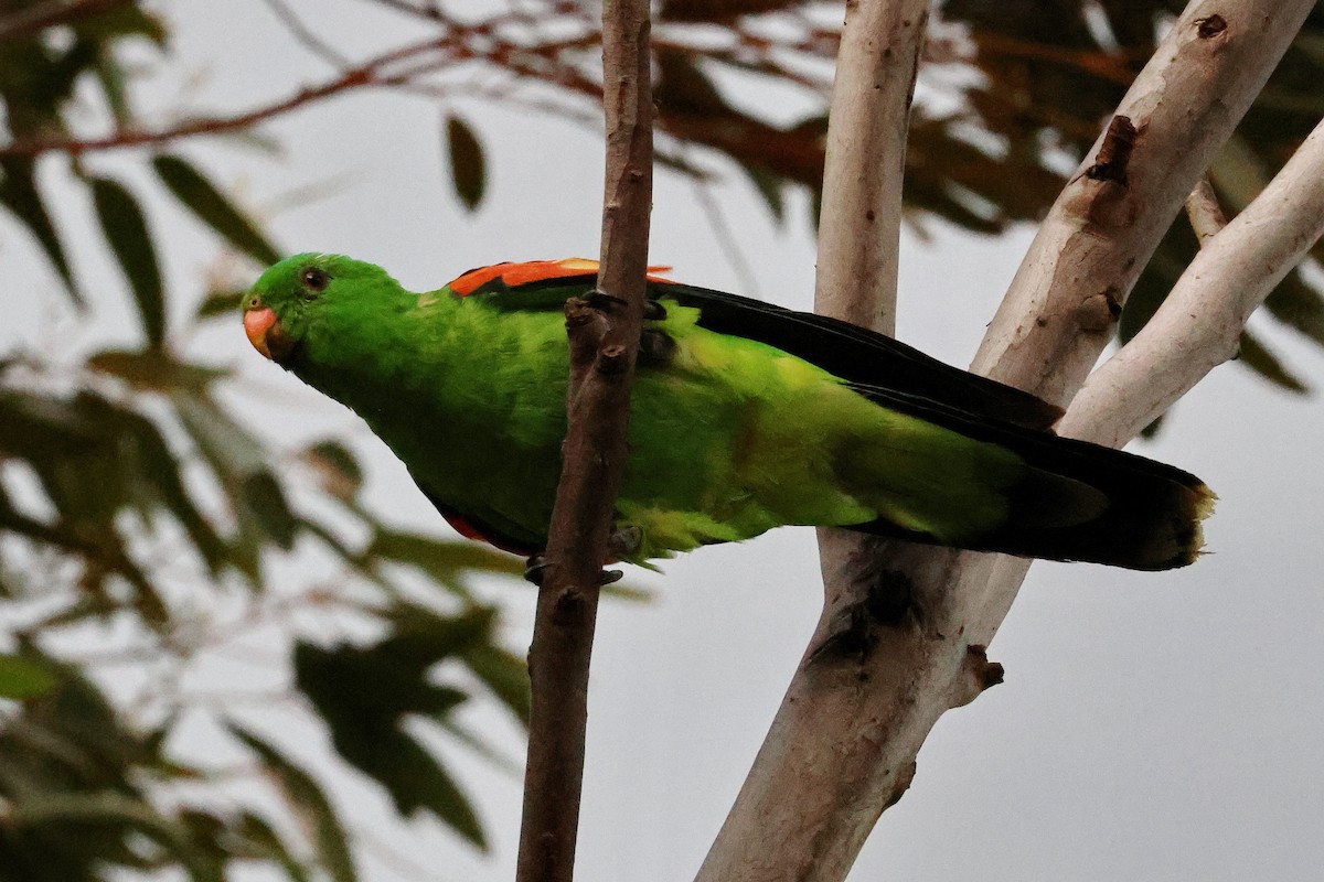 Red-winged Parrot - ML615199574