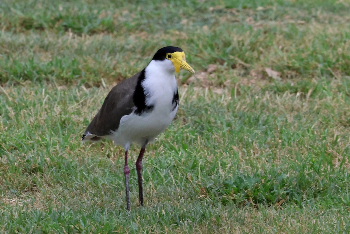 Masked Lapwing - ML615199626