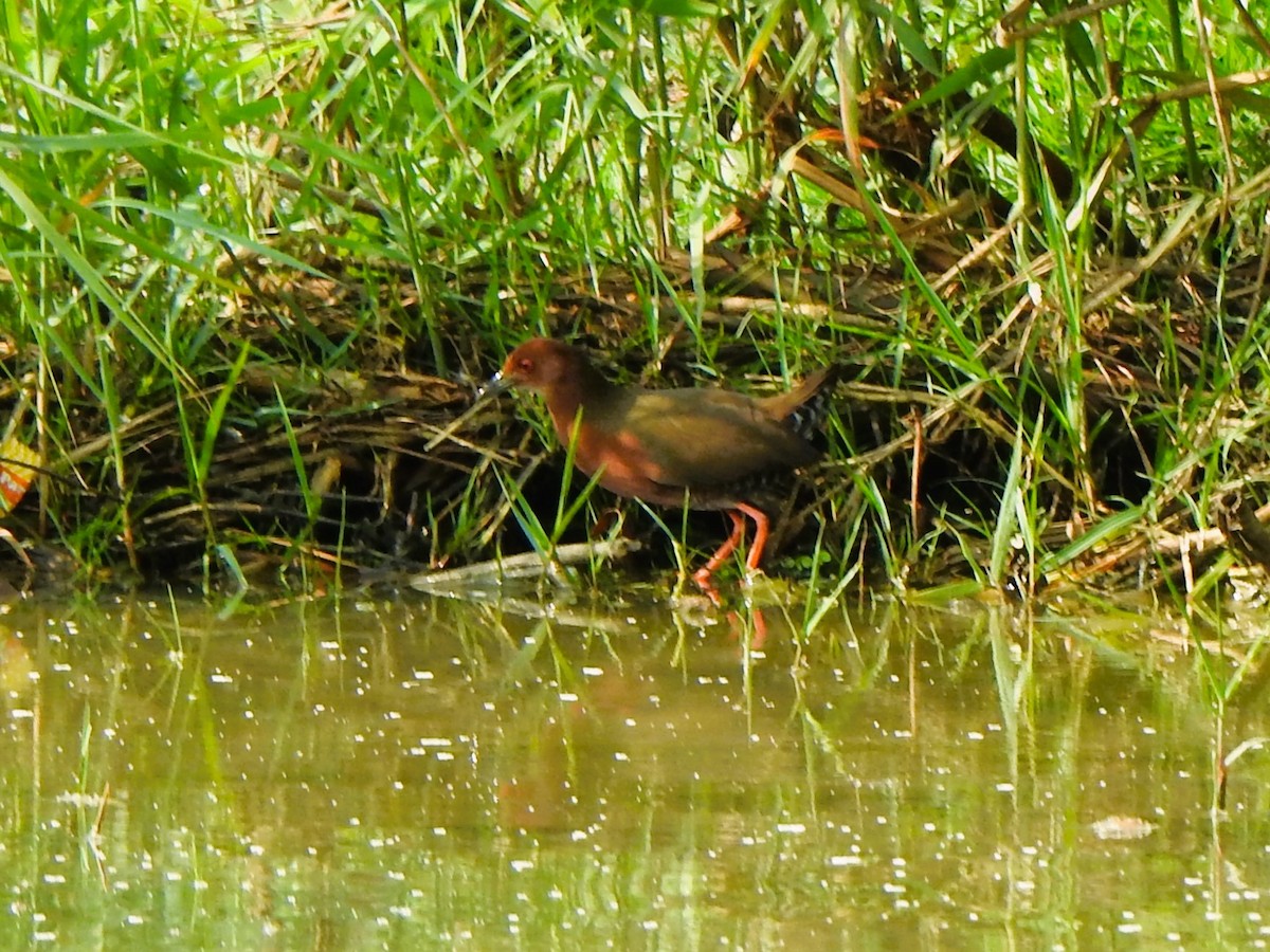 Ruddy-breasted Crake - ML615199672