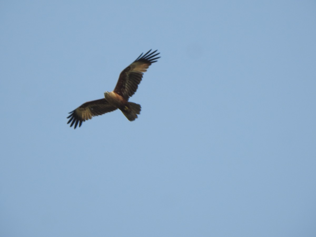 Brahminy Kite - ML615199699