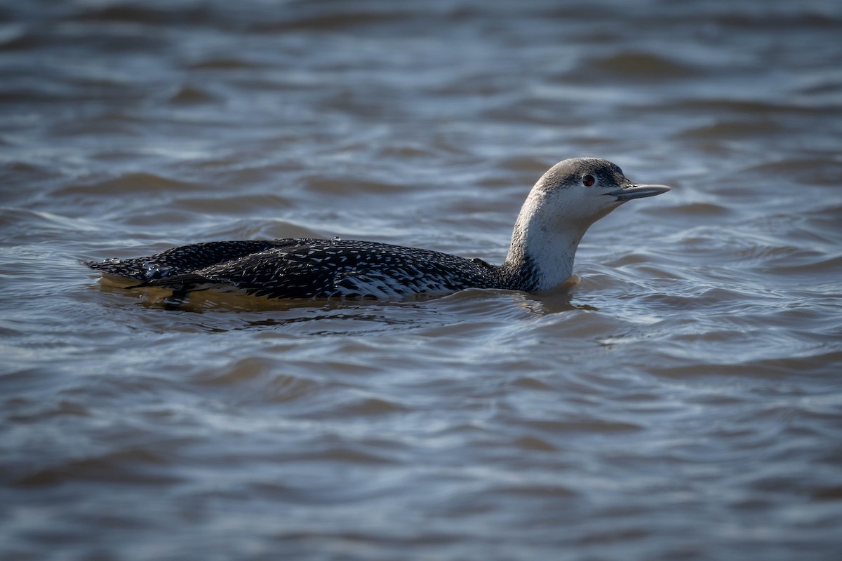 Red-throated Loon - ML615199992