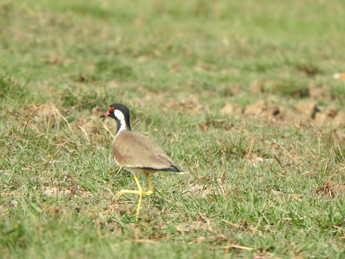 Red-wattled Lapwing - ML615200034