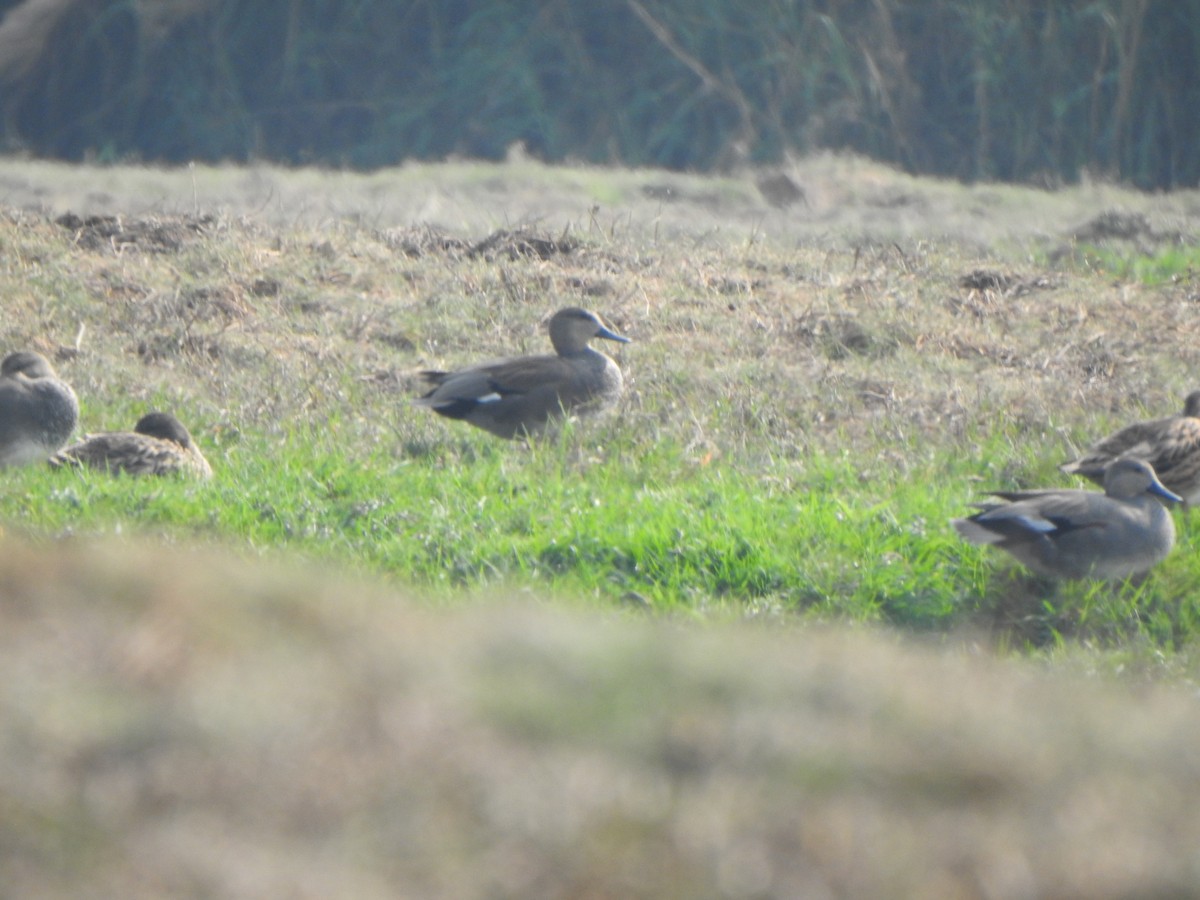 Gadwall - ML615200052