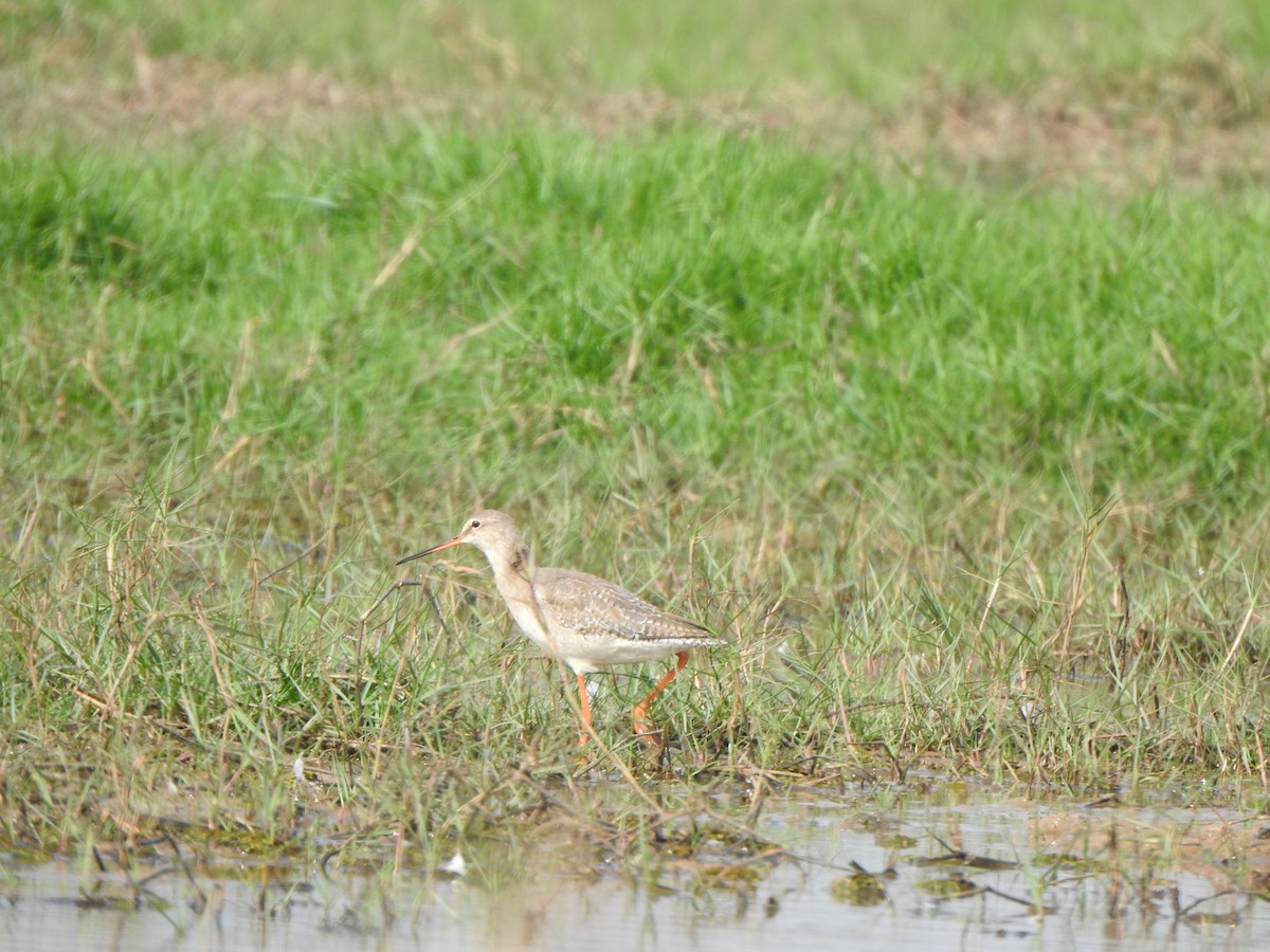 Spotted Redshank - ML615200081