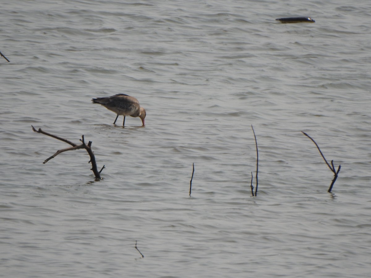 Spotted Redshank - ML615200103