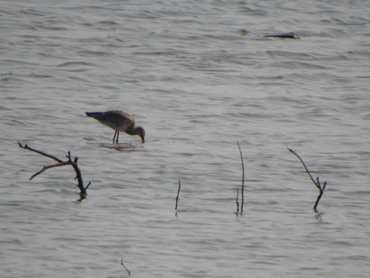 Spotted Redshank - ML615200104