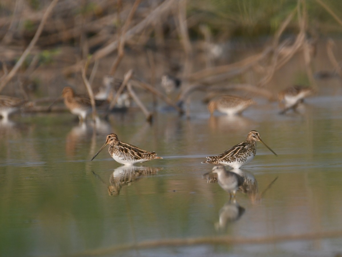 Common Snipe - ML615200125