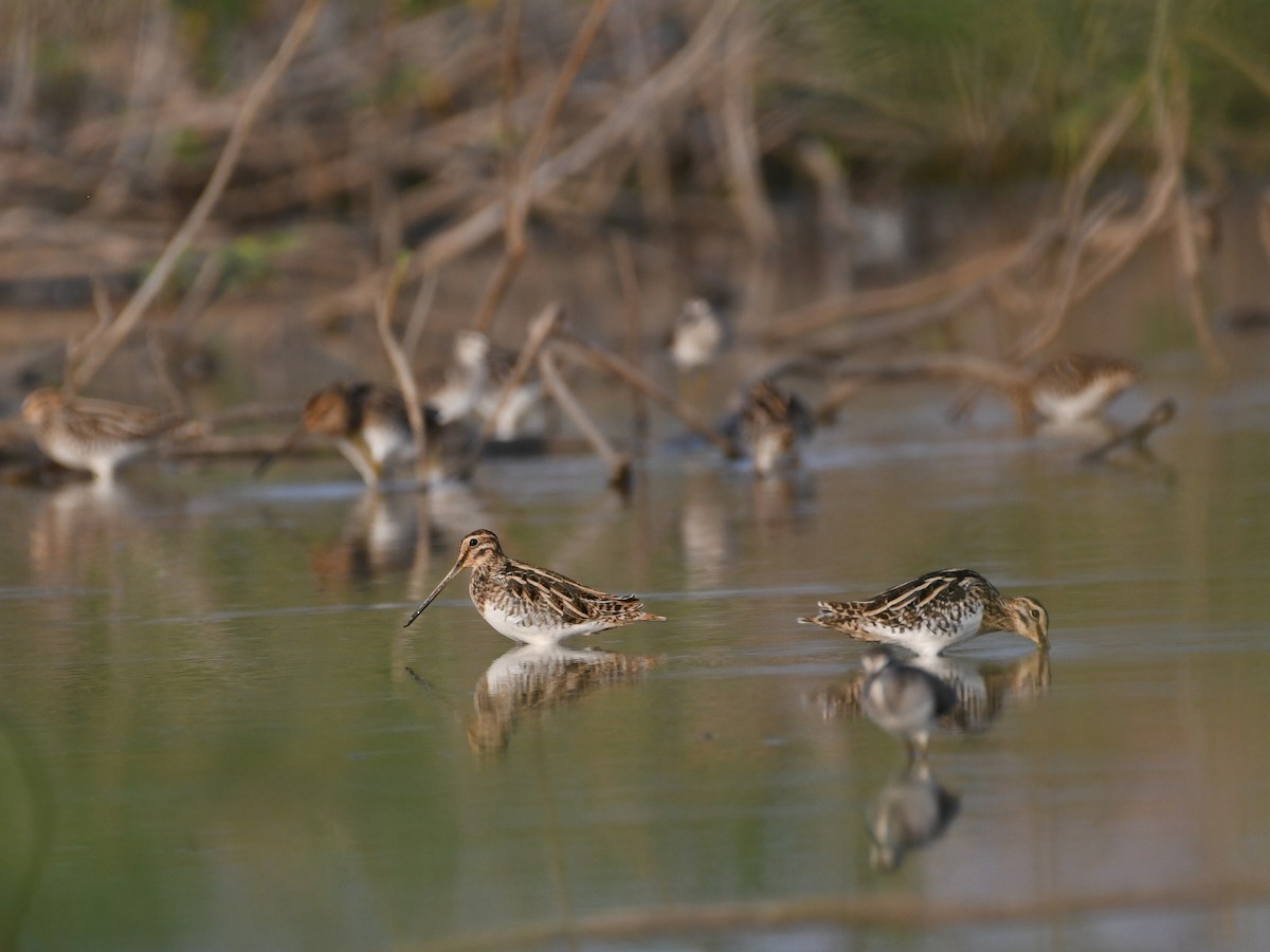 Common Snipe - ML615200127