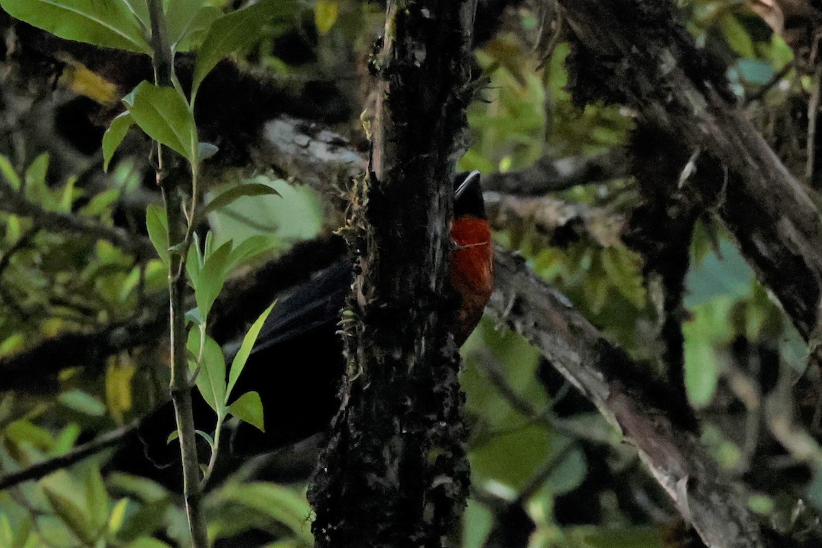 Red-ruffed Fruitcrow - ML615200129