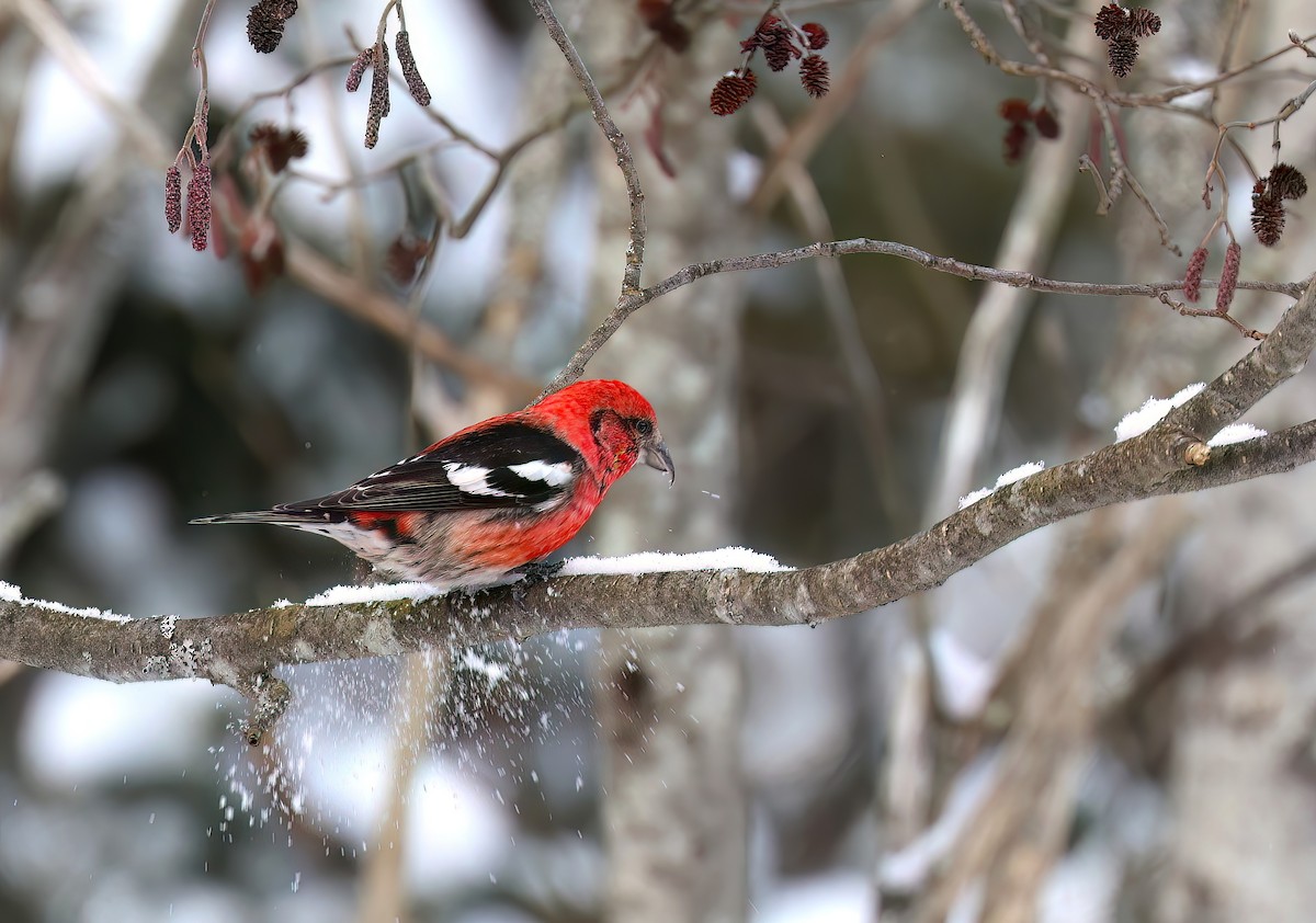 White-winged Crossbill - Channa Jayasinghe