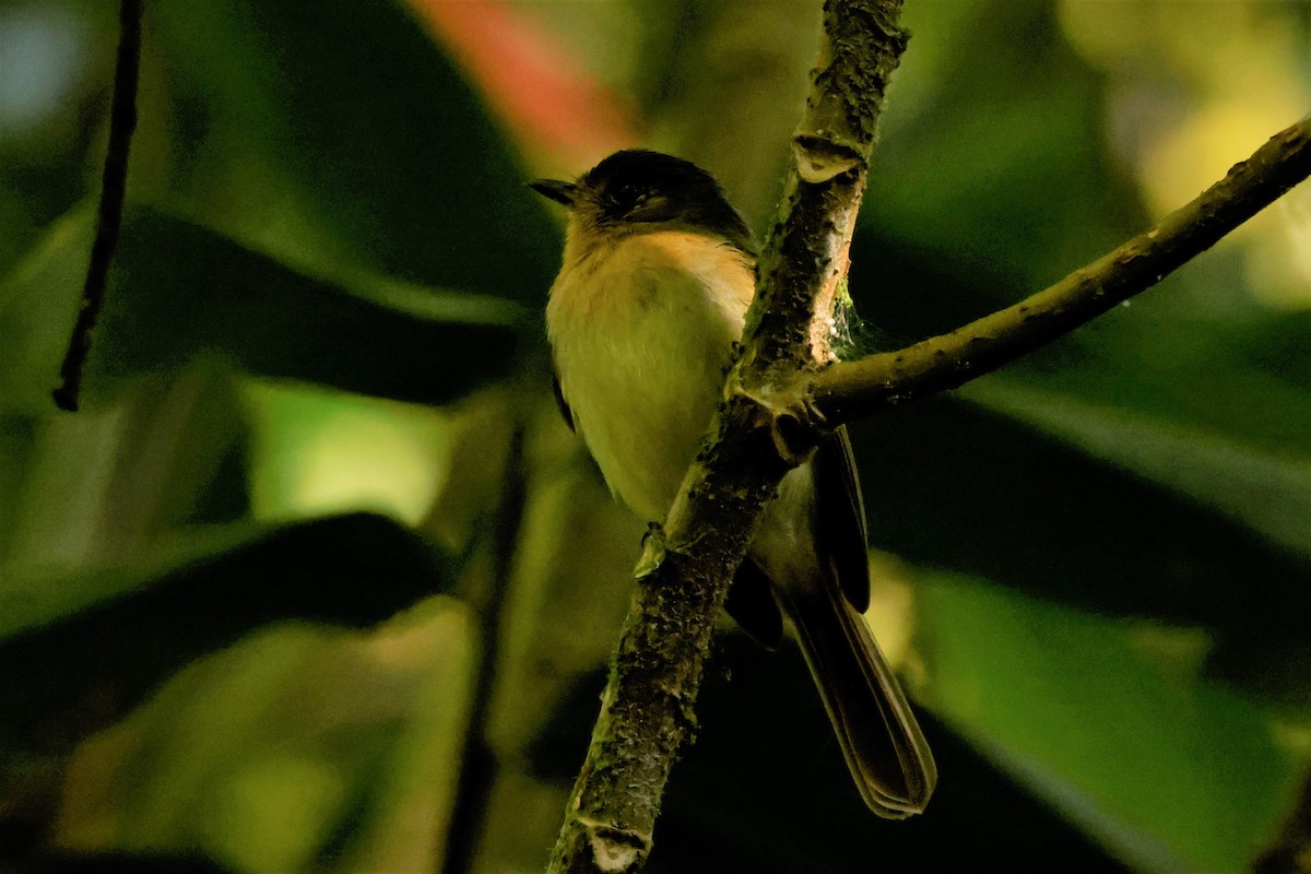 Rufous-breasted Flycatcher - ML615200237