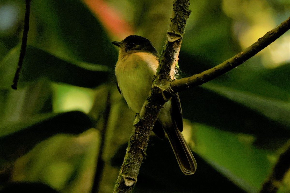 Rufous-breasted Flycatcher - ML615200238