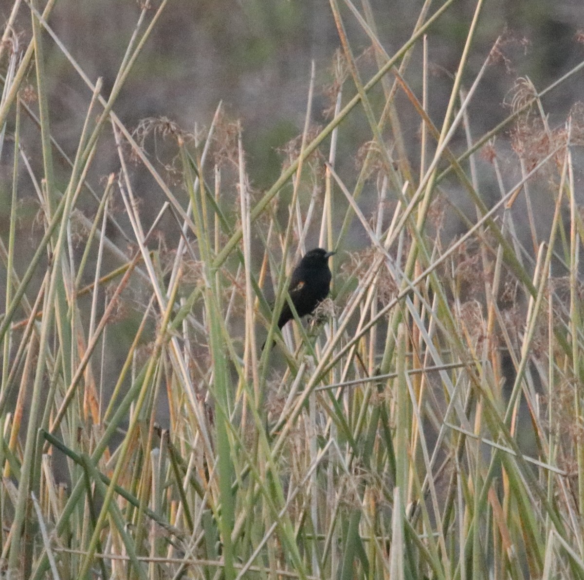 Red-winged/Tricolored Blackbird - ML615200283