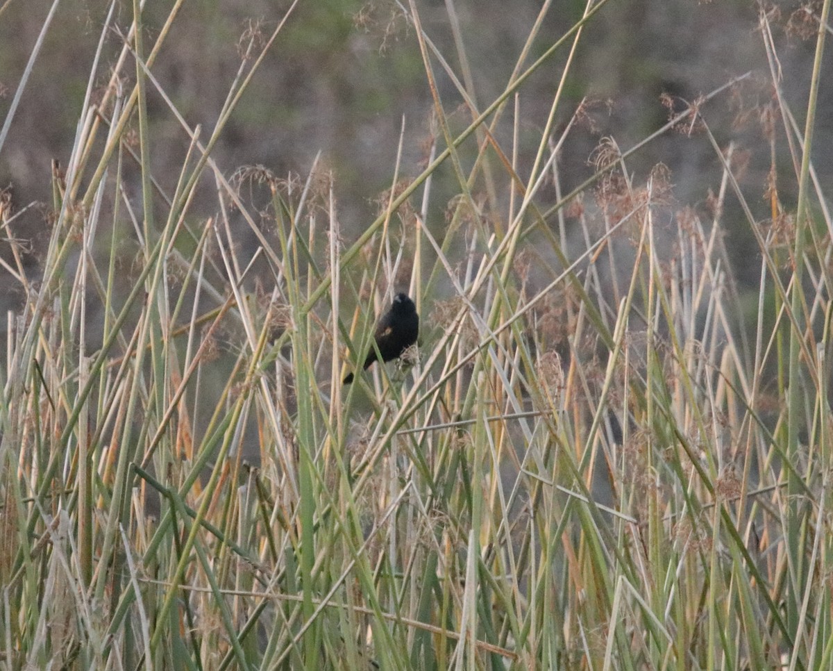 Red-winged/Tricolored Blackbird - ML615200285