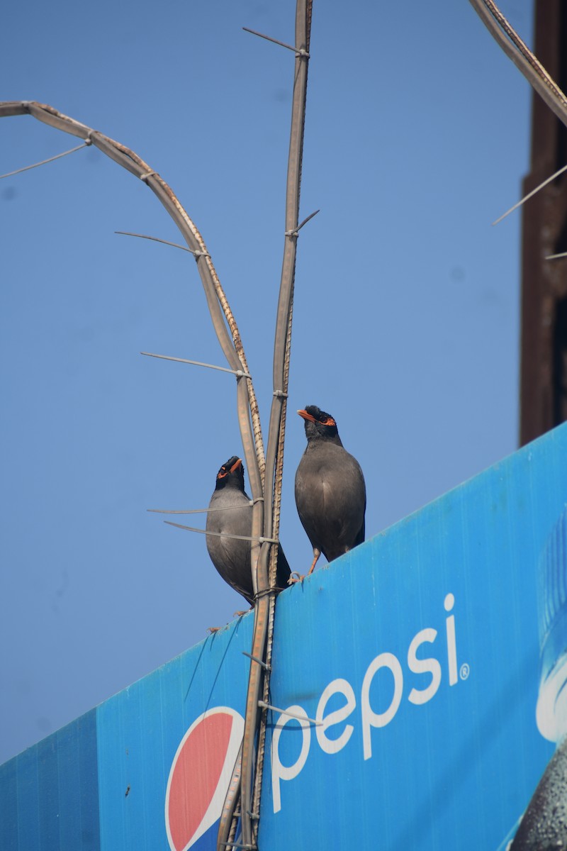 majna břehová - ML615200338