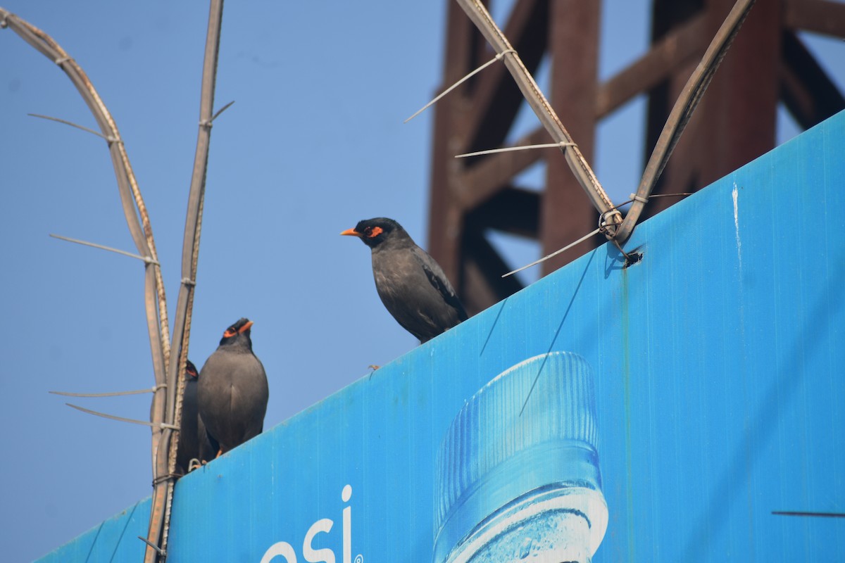 Bank Myna - ML615200346