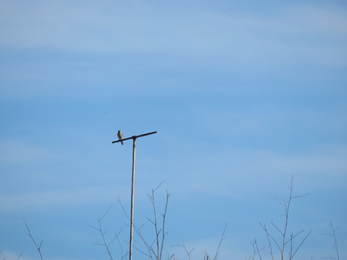 American Kestrel - ML615200350