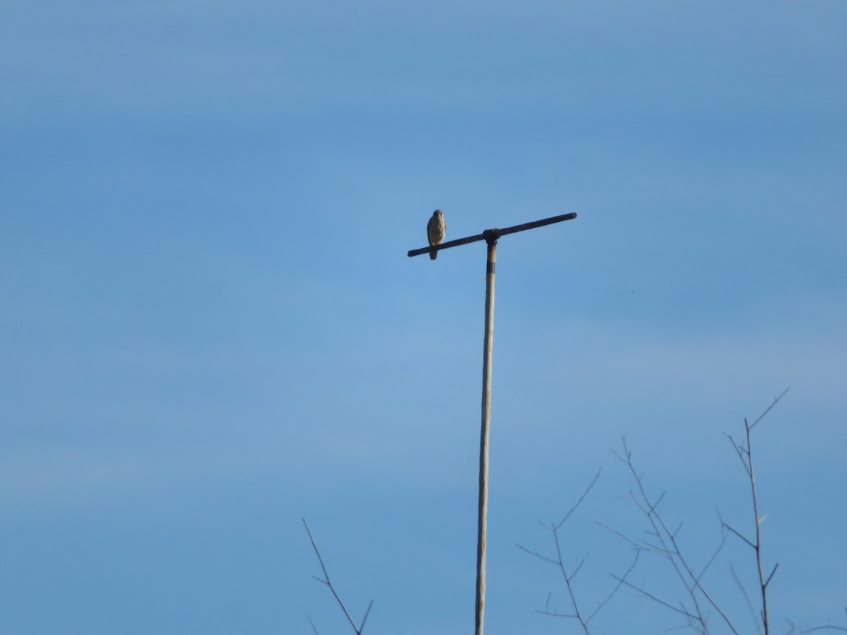 American Kestrel - ML615200355