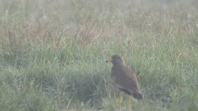 Gray-headed Lapwing - ML615200379