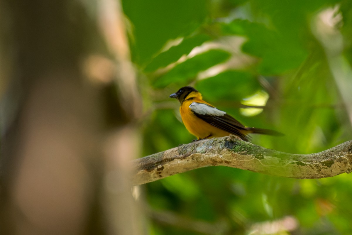 White-winged Shrike-Tanager - ML615200400