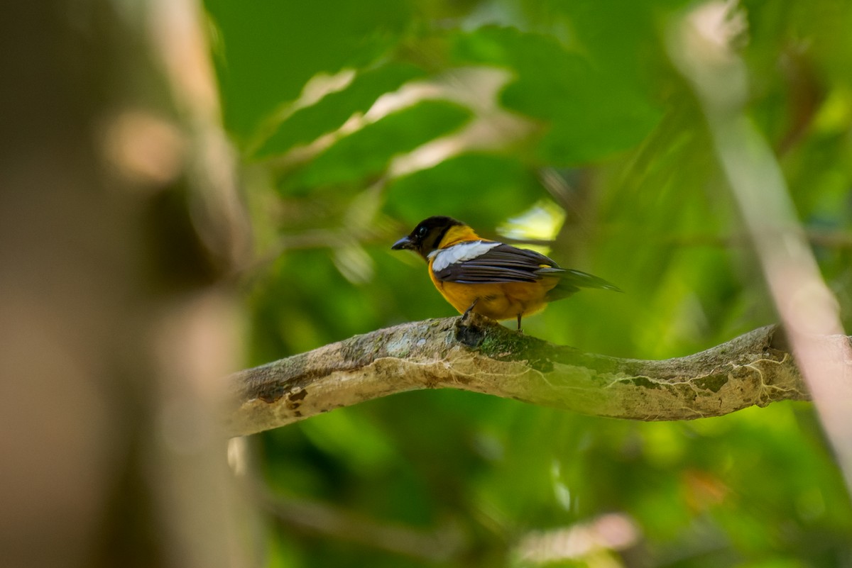 White-winged Shrike-Tanager - Marcelo  Telles