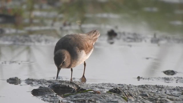 Bécasseau de Temminck - ML615200402