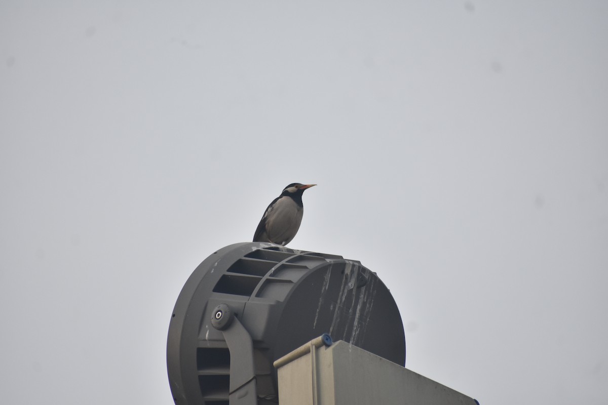 Indian Pied Starling - ML615200422