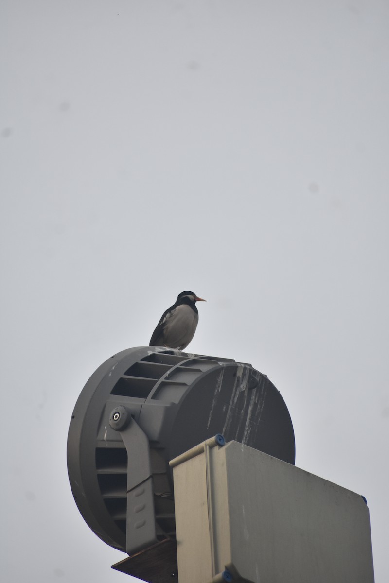 Indian Pied Starling - ML615200425