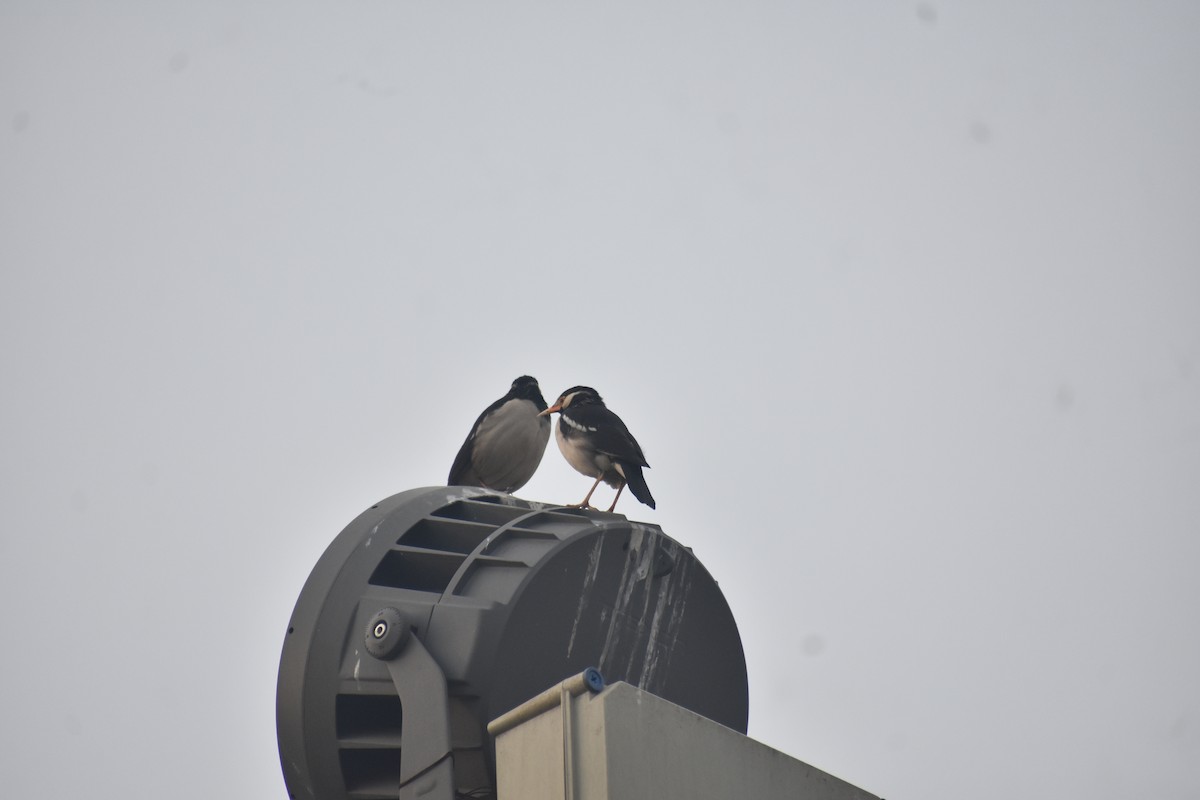 Indian Pied Starling - ML615200427