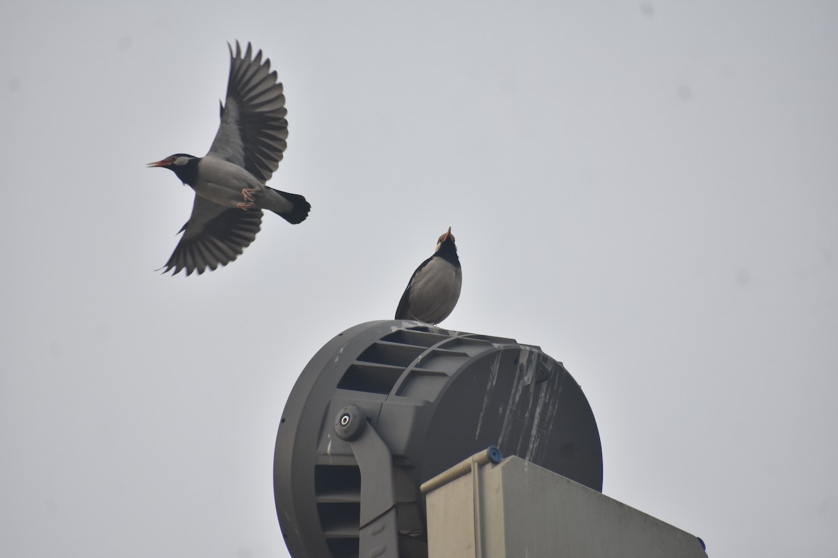 Indian Pied Starling - ML615200428