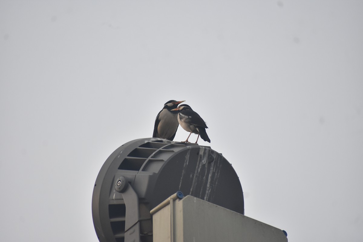Indian Pied Starling - ML615200430