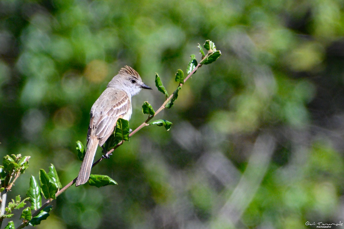 Ash-throated Flycatcher - ML615200434