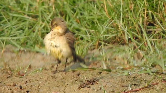 Eastern Yellow Wagtail - ML615200474