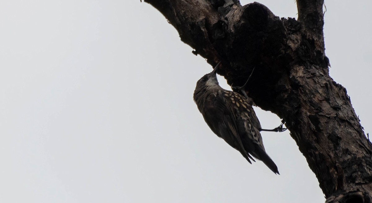 White-throated Treecreeper - Gordon Arthur