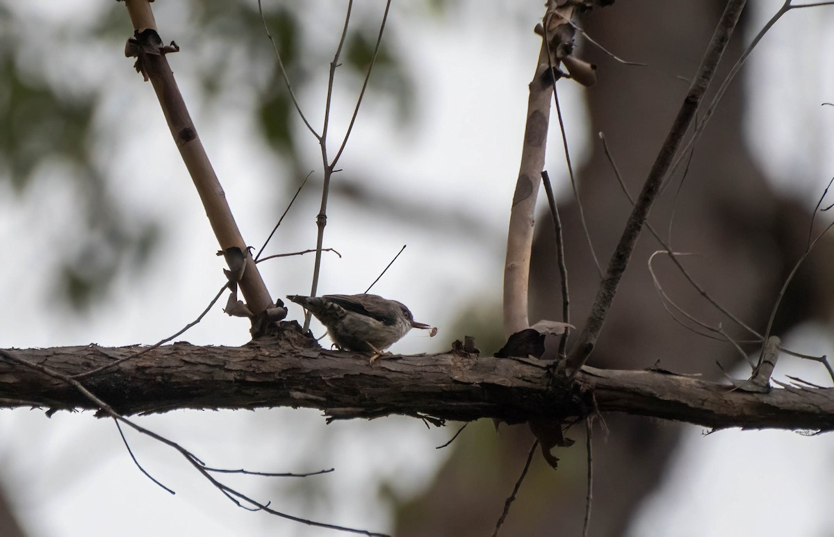 Varied Sittella - Gordon Arthur