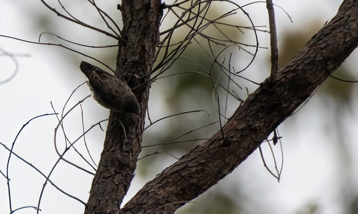 Varied Sittella - Gordon Arthur