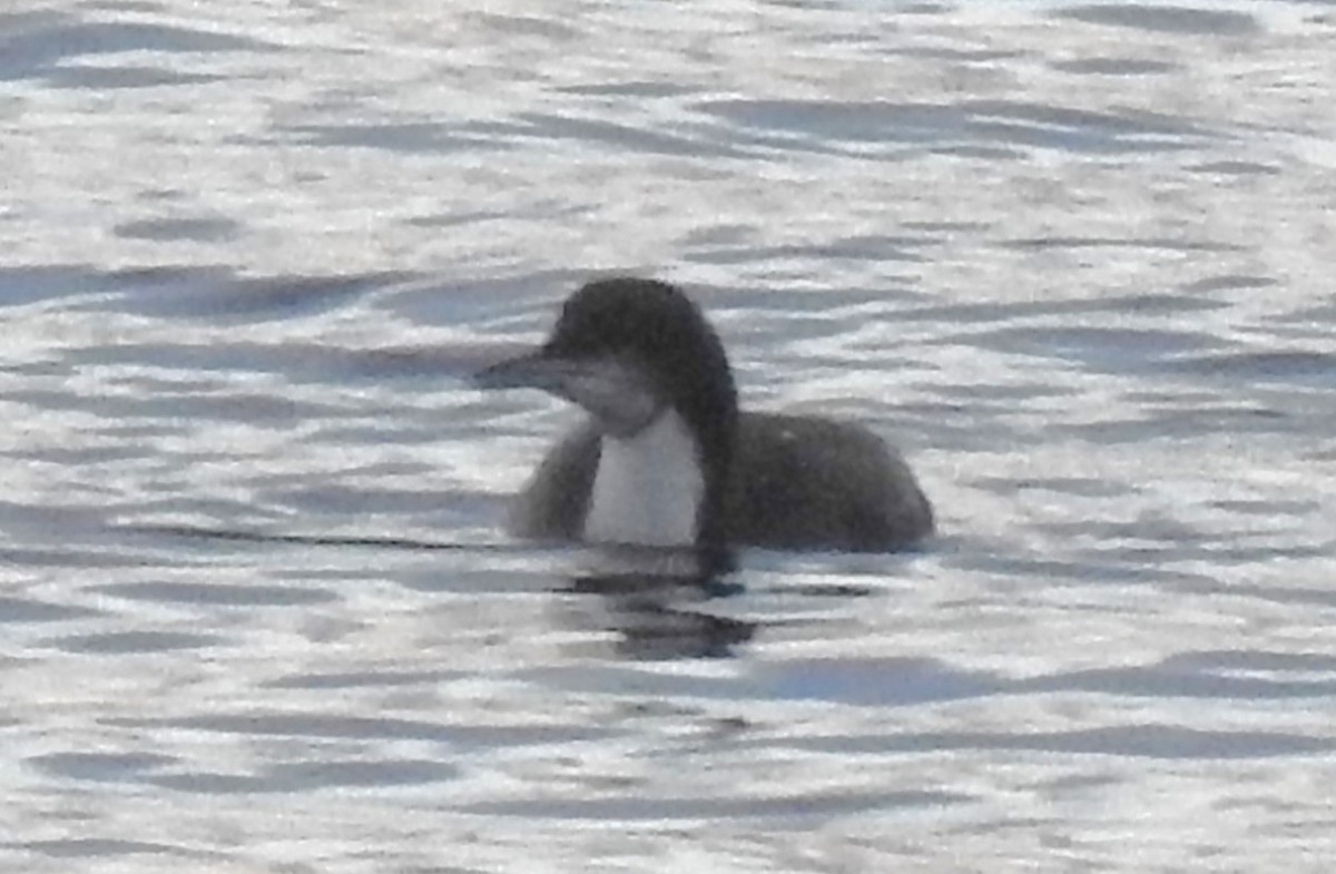 Pacific Loon - ML615200541