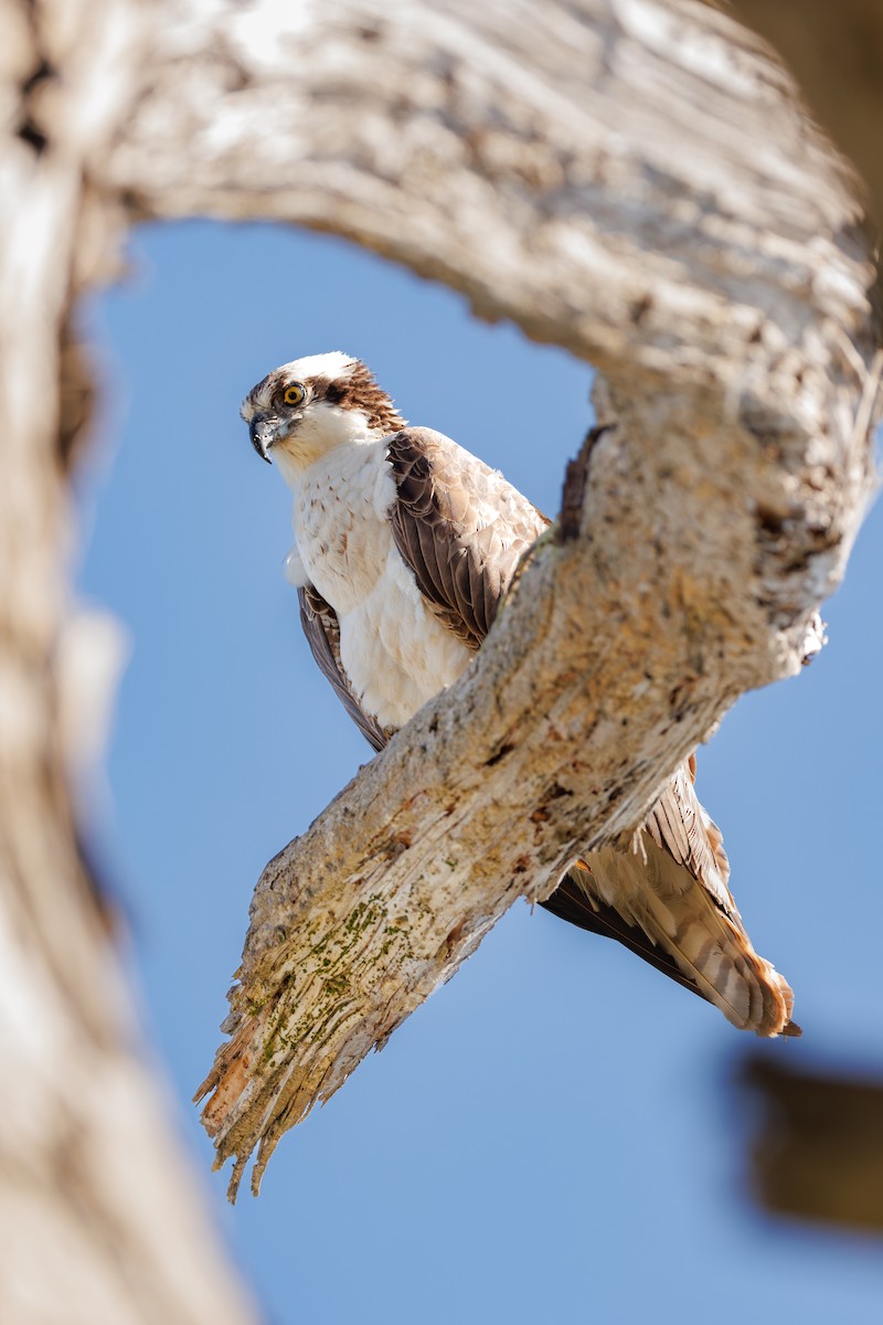 Águila Pescadora (carolinensis) - ML615200616