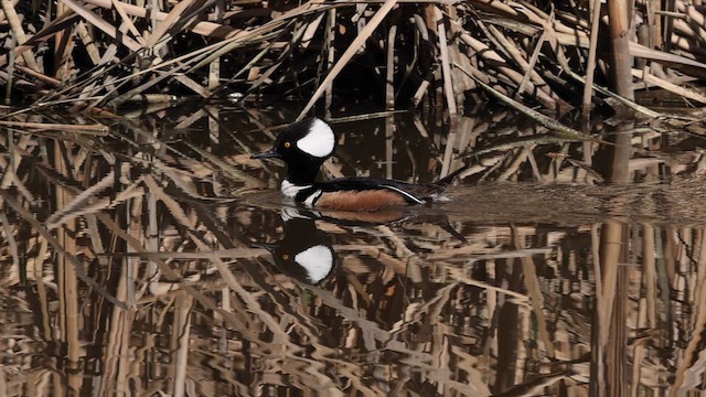 Hooded Merganser - ML615200636