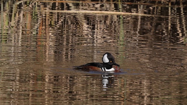 Hooded Merganser - ML615200666