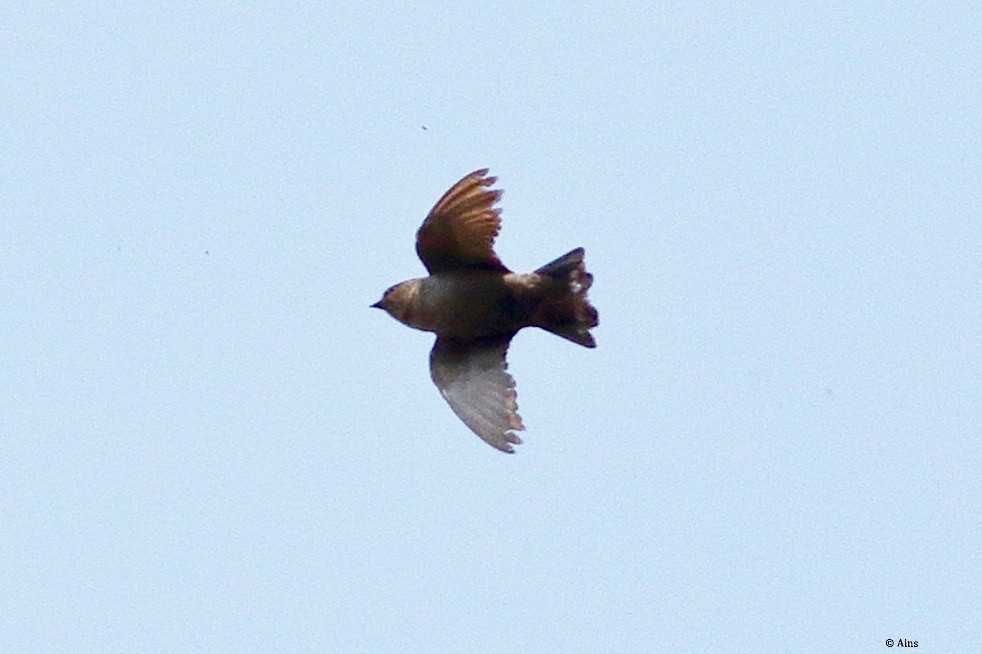 Dusky Crag-Martin - ML615200670
