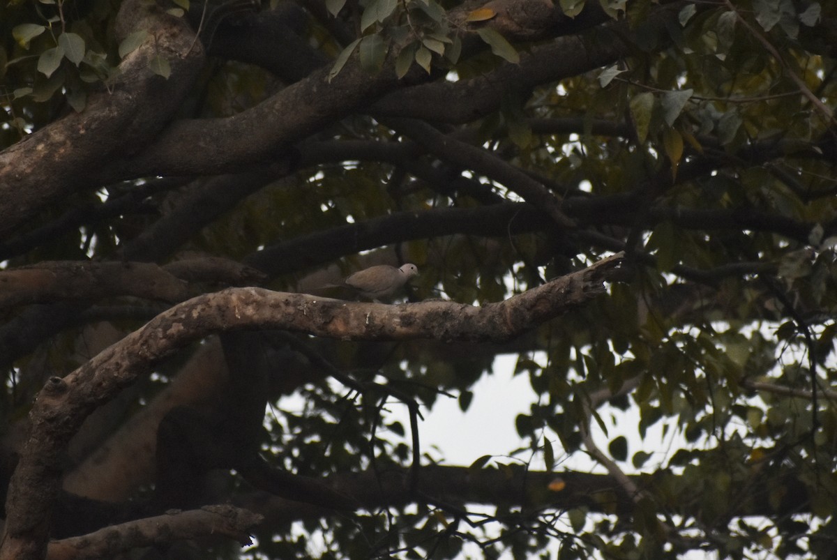 Eurasian Collared-Dove - ML615200702