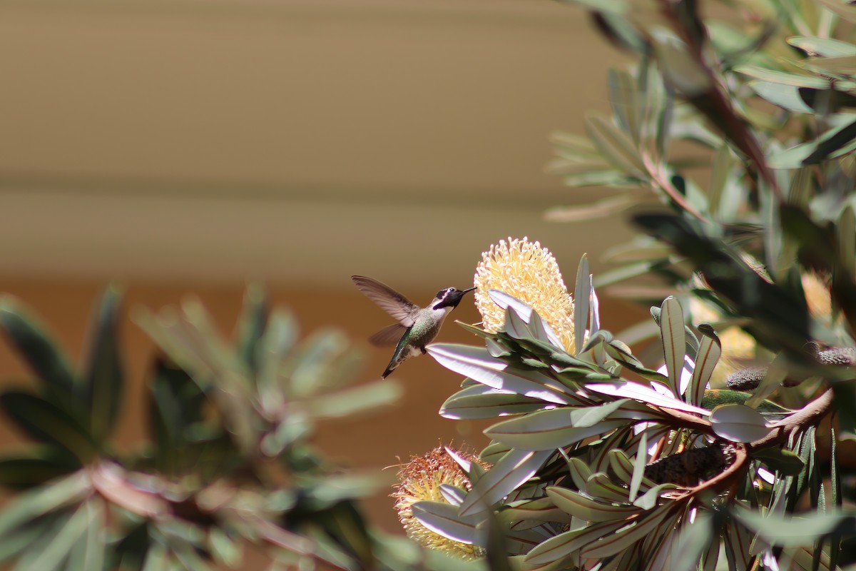Costa's Hummingbird - ML615200713