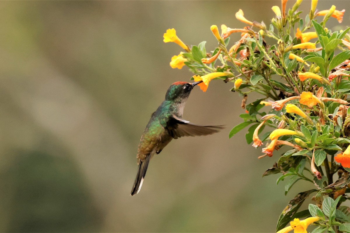 Colibrí Florido de Tolima - ML615200718